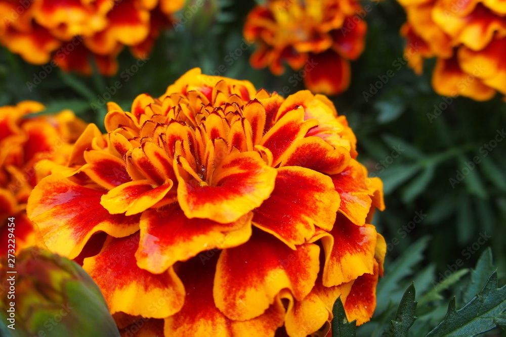 delicate orange velvet in close-up on a warm summer day, delicate orange velvet in close-up on a warm summer day,
