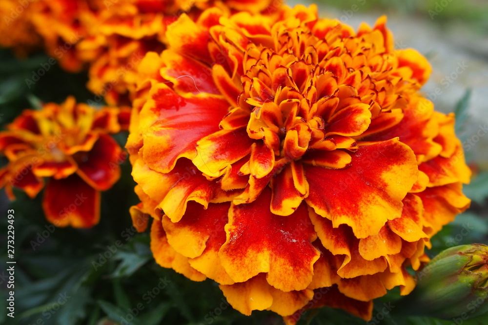 delicate orange velvet in close-up on a warm summer day, delicate orange velvet in close-up on a warm summer day,