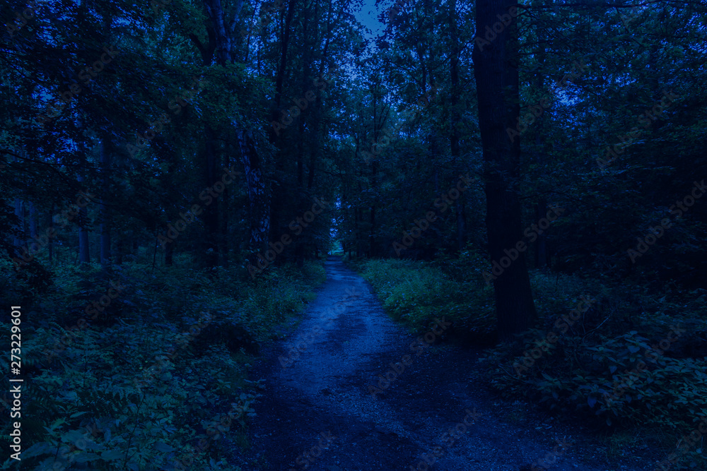 Dark blue scary morning forest Dark blue scary morning forest
