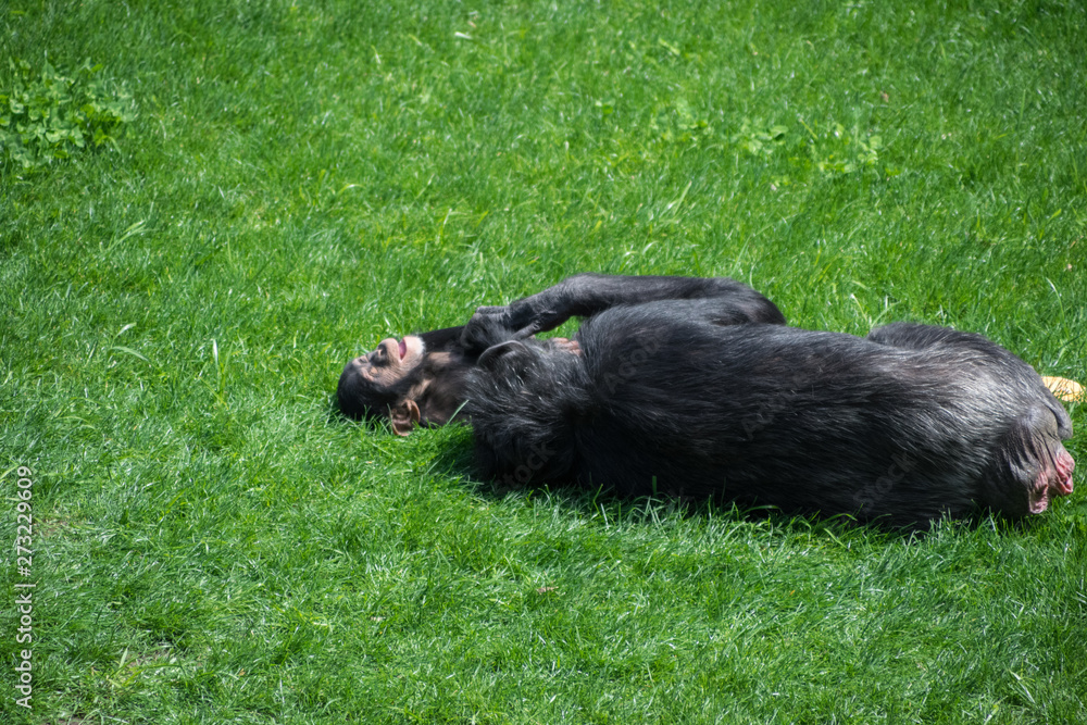 Mother and chimpanzee son playing in the grass Mother and chimpanzee son playing in the grass