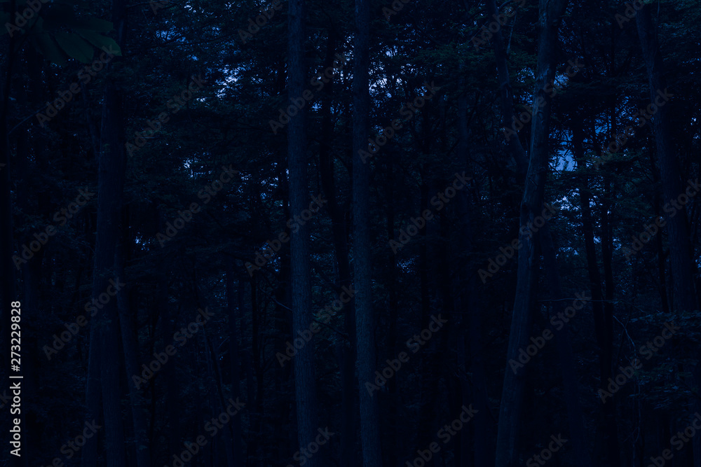 Fototapeta premium Dark blue scary morning forest