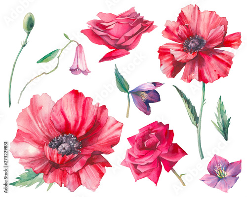 Hand painted floral elements set. Watercolor botanical illustration of poppy, rose flowers and leaves. Natural objects isolated on white background
