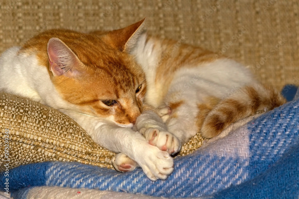 Gato Theo IMG_5321 Gato Theo IMG_5321
