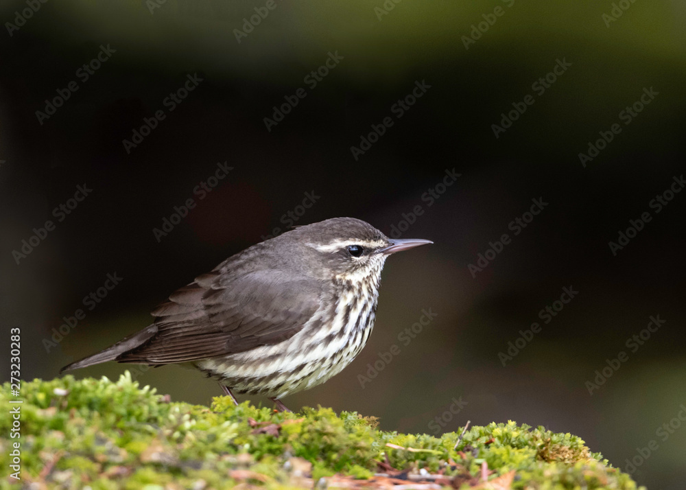 Northern Waterthrush Northern Waterthrush