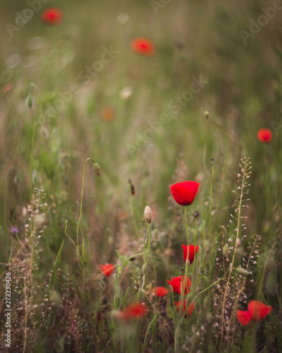 Close up of beautiful  red  blooming poppies in a natural field. Shot with vintage Helios lens 40 2