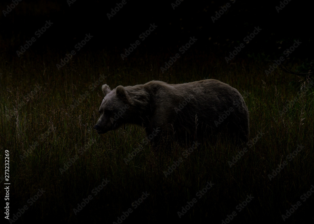 Fototapeta premium Alaska Brown Bear