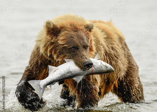Canvas Print Alaska Brown Bear