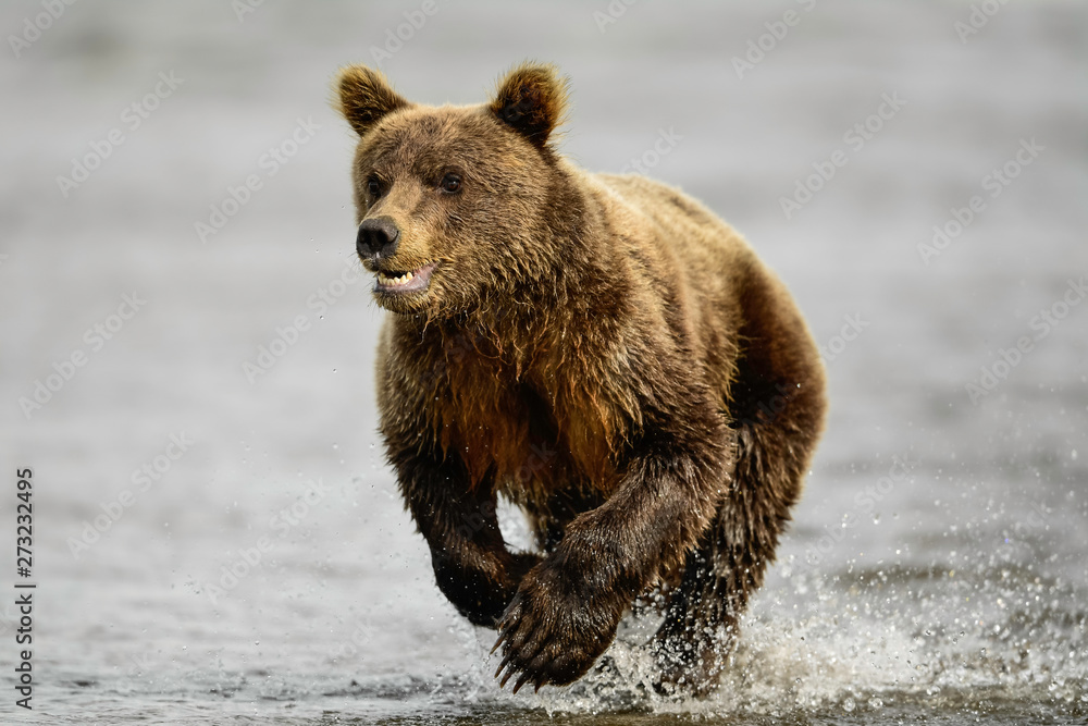 Alaska Brown Bear Alaska Brown Bear