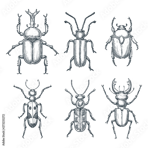 Bugs and beetles set. Vector sketch hand drawn illustration. Insects collection isolated on white background
