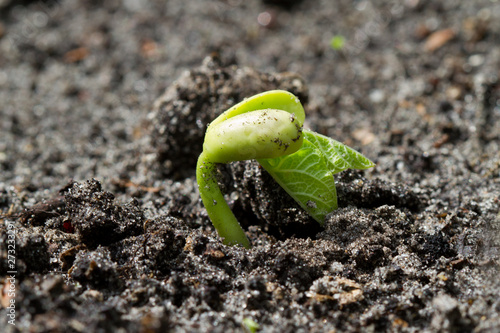 Bean germinating in humic soil, a small green sapling