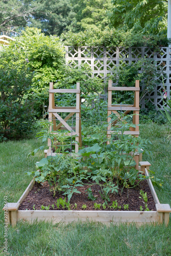 Thriving Raised Bed Vegetable Garden
