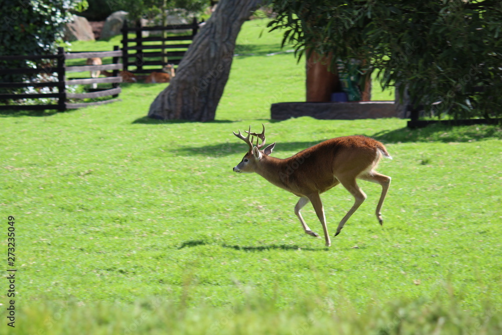 Fototapeta premium siervo en condicion de escape