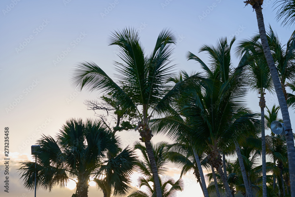 Tropical palm trees against the blue sky. Tropical palm trees against the blue sky.