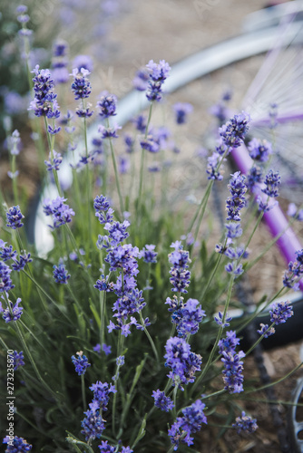 Lavender flowers. Provence  lavender field and Purple Bicycle.