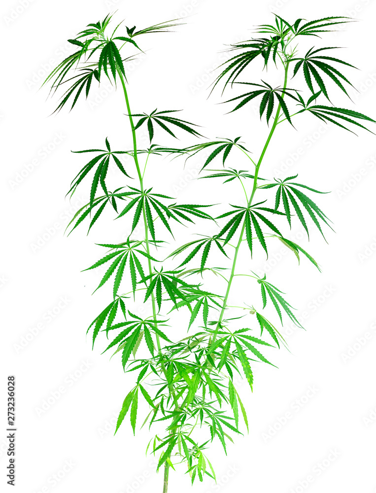 Young healthy marijuana plant isolated on the white background. Concept of herbal alternative medicine,