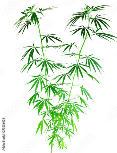 Young healthy marijuana plant isolated on the white background. Concept of herbal alternative medicine 