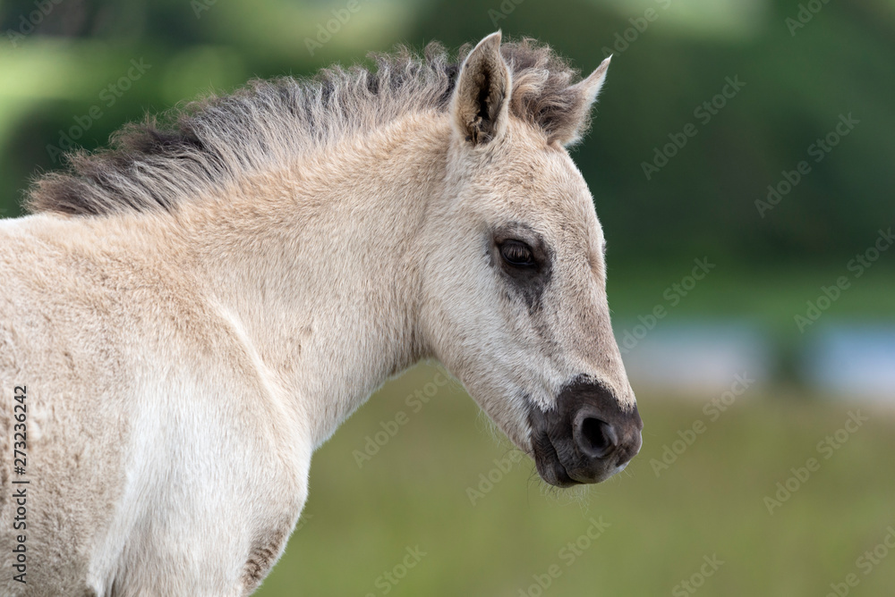 Fototapeta premium vild foal