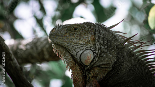 A closeup of an adult or mature and wild iguana 