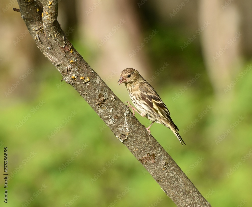 Fototapeta premium Pine Siskin finch on branch