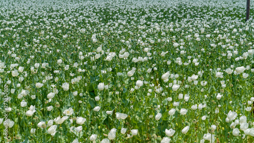 Opium poppies with white flowers growing in Afyonkarahisar, Turkey.