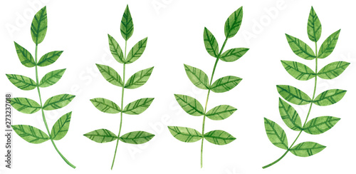 Set ofbranches with green leaves  herb  hand drawn watercolor illustration isolated on white