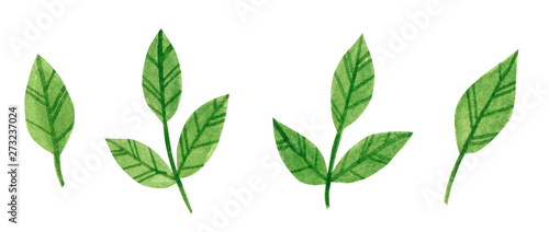 Set of branches with green leaves, herb, hand drawn watercolor illustration isolated on white © Victoria Ki