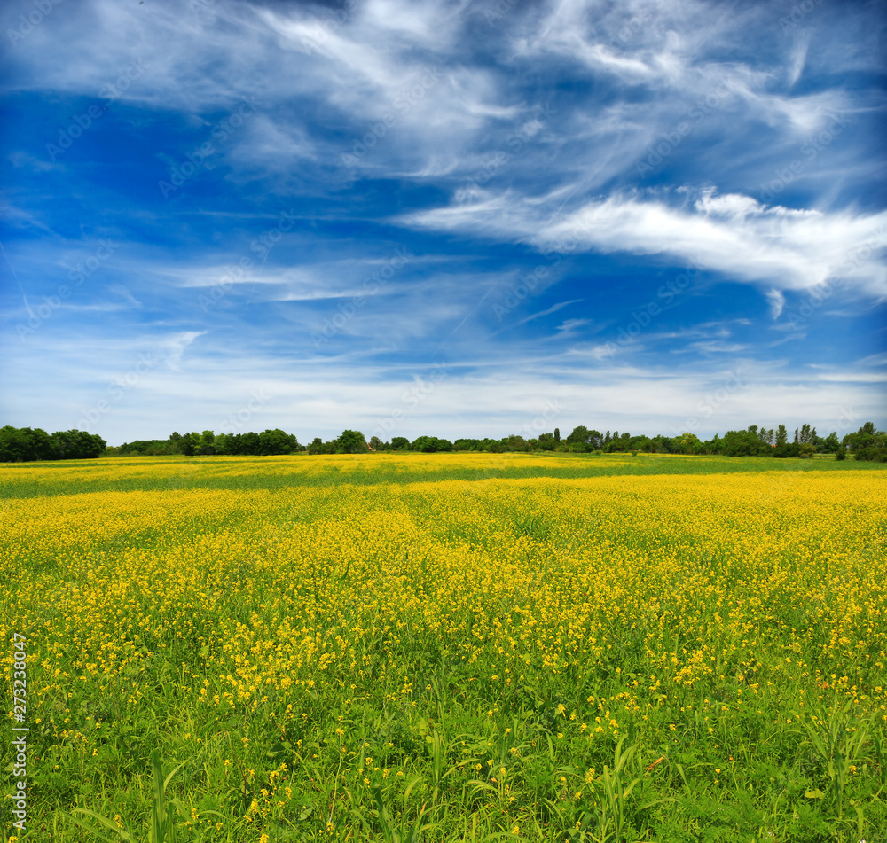 Yellow rape blossoms on cultivated fields on a sunny day.