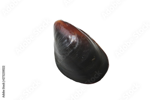 Alive mussel Mytilus trossulus closeup isolated on white background. Delicious seafood mollusc