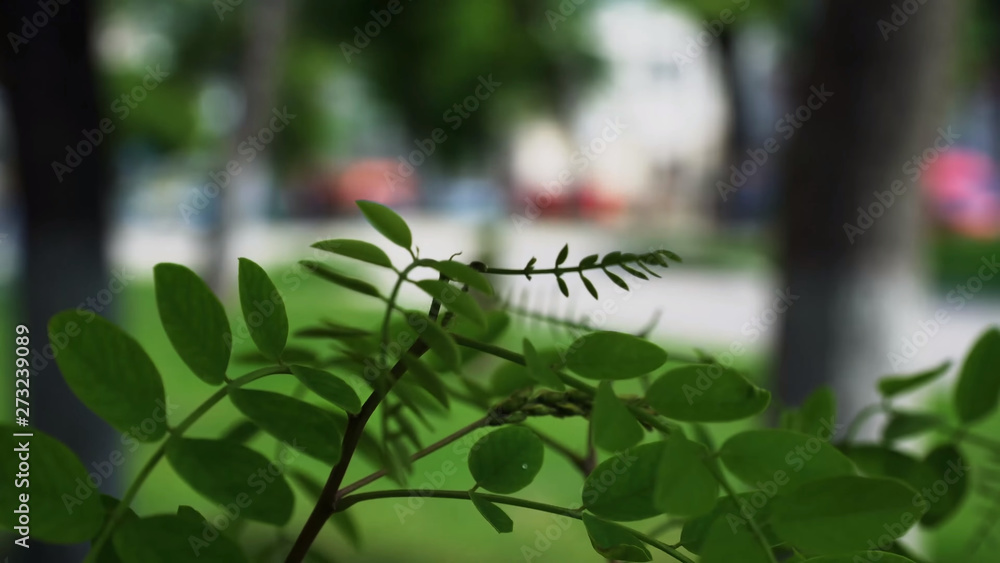 Fototapeta premium leaves on tree