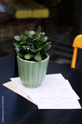 Plant on a table. 