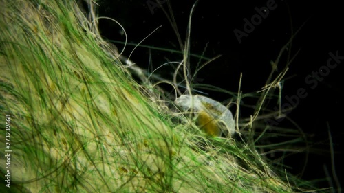 bear Tardigrada under a microscope, inhabits the entire globe, is a plankton organism, survives in almost any conditions and even in space photo