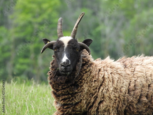 jacob sheep