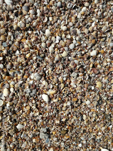 small Shells on the beach