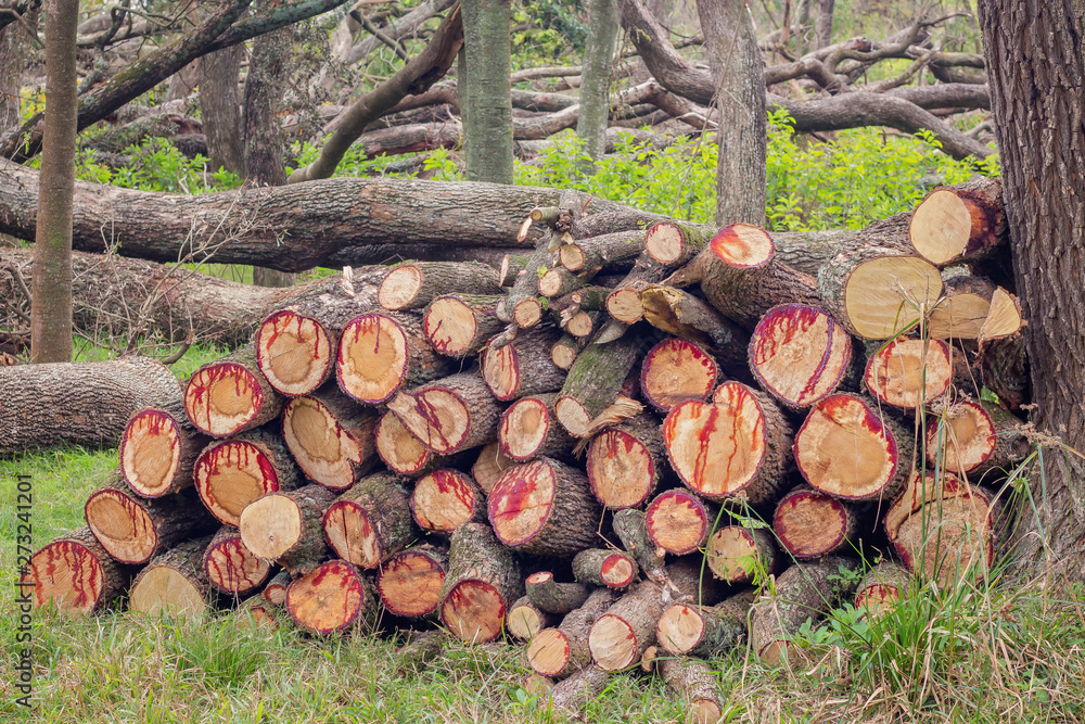 pile of logs cut with red sap