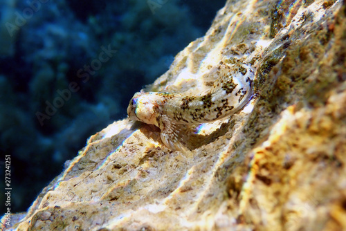 Mediterranean Tompot blenny fish - (Parablennius gattorugine) photo