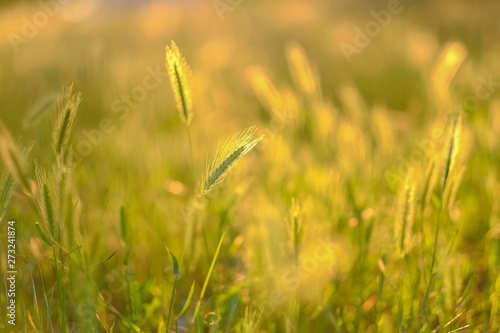 Field grasses and ears in the golden sunlight at sunset. Blurred summer background.