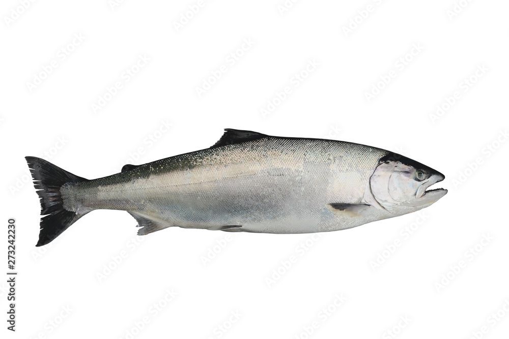 Obraz premium Masu salmon (Oncorhynchus masou) isolated on white background.