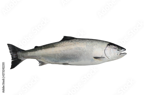 Masu salmon (Oncorhynchus masou) isolated on white background.