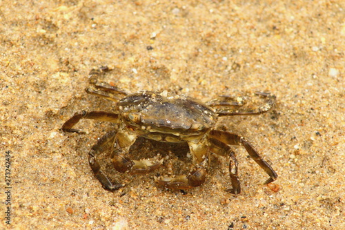 Japanese rock crab (Cancer amphioetus) on sand closeup.