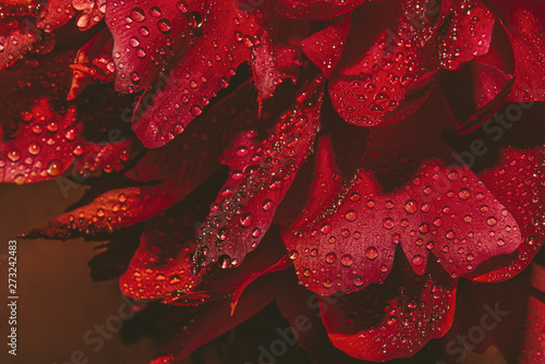 Red rose with drops of water on black background. Abstract background of red peony petals. Red flower in water drops. Dew on peony  macro  close-up.
