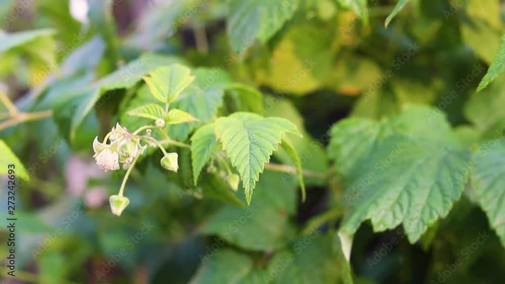 raspberry flowers on a branch blooms in the garden raspberry flowers on a branch blooms in the garden