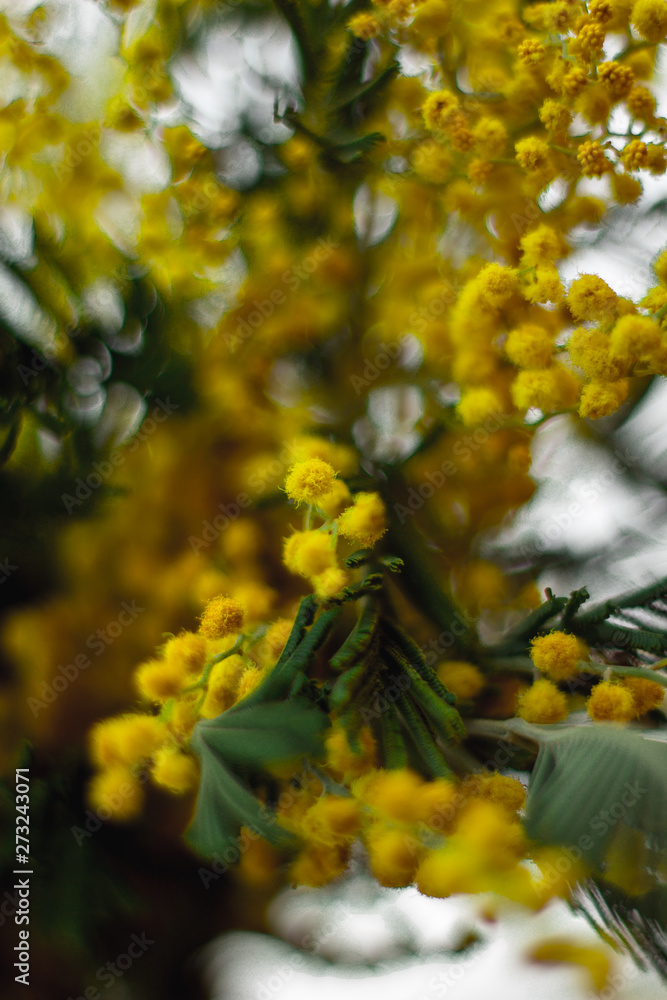 Yellow flowers mimosa. The branches of flowers. Bouquet on March 8 Yellow flowers mimosa. The branches of flowers. Bouquet on March 8