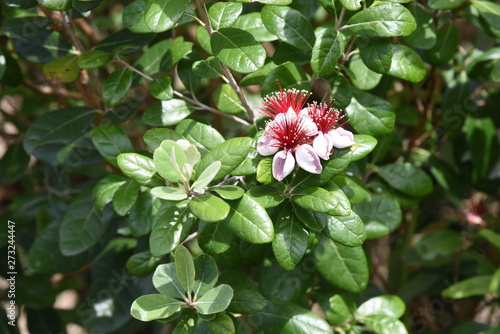 Feijoa (Feijoa selllowiana) is a tropical fruit tree and its fruits are edible.