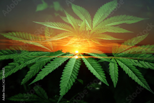 Marijuana Art With Cannabis Leaves & Sunrise 