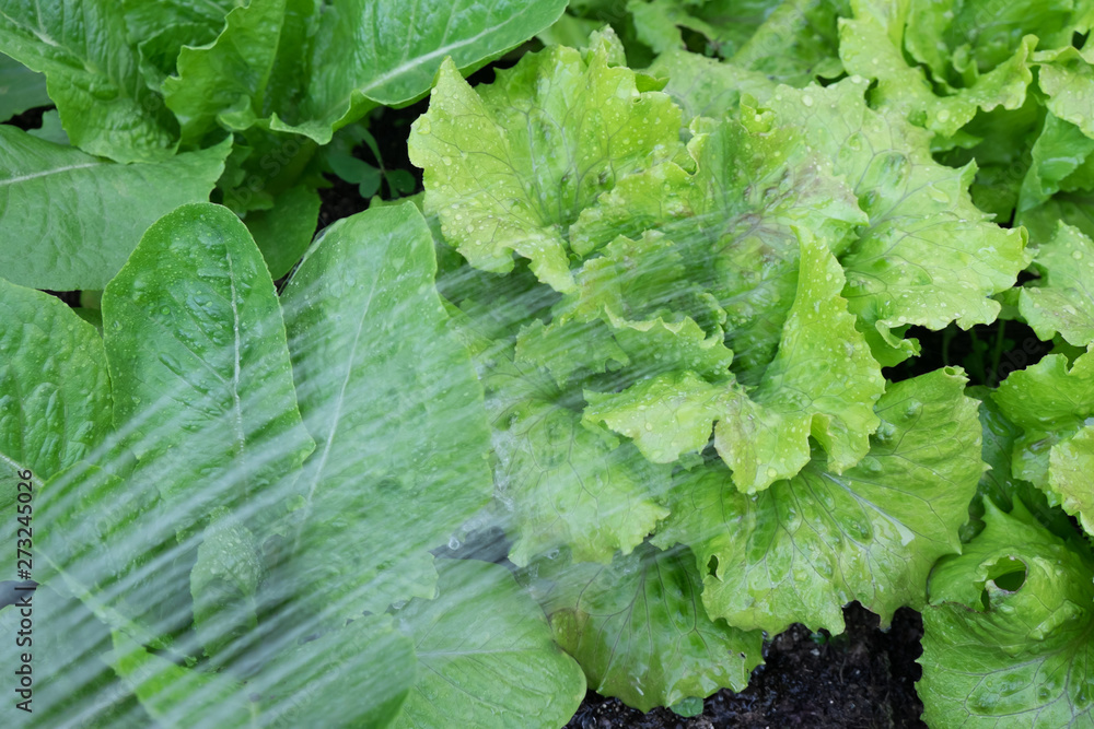 Watering lettuces - summer gardening with water from hose. Lettuce  varieties are Cos Romaine and Michelle. Stock Photo | Adobe Stock