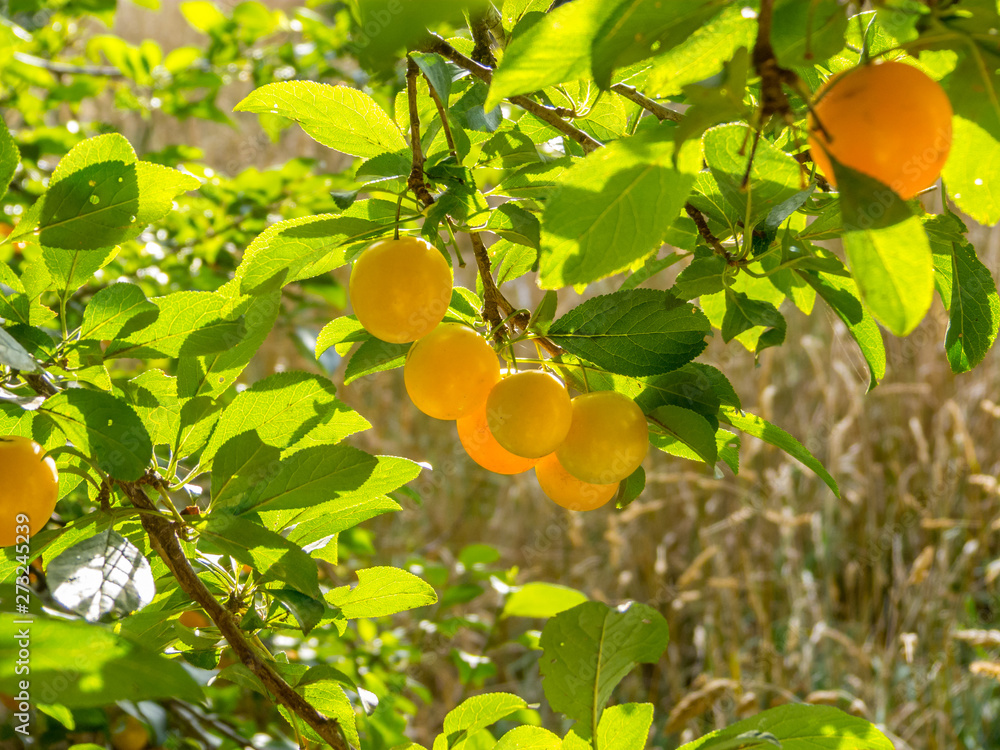Cluster of yellow plums