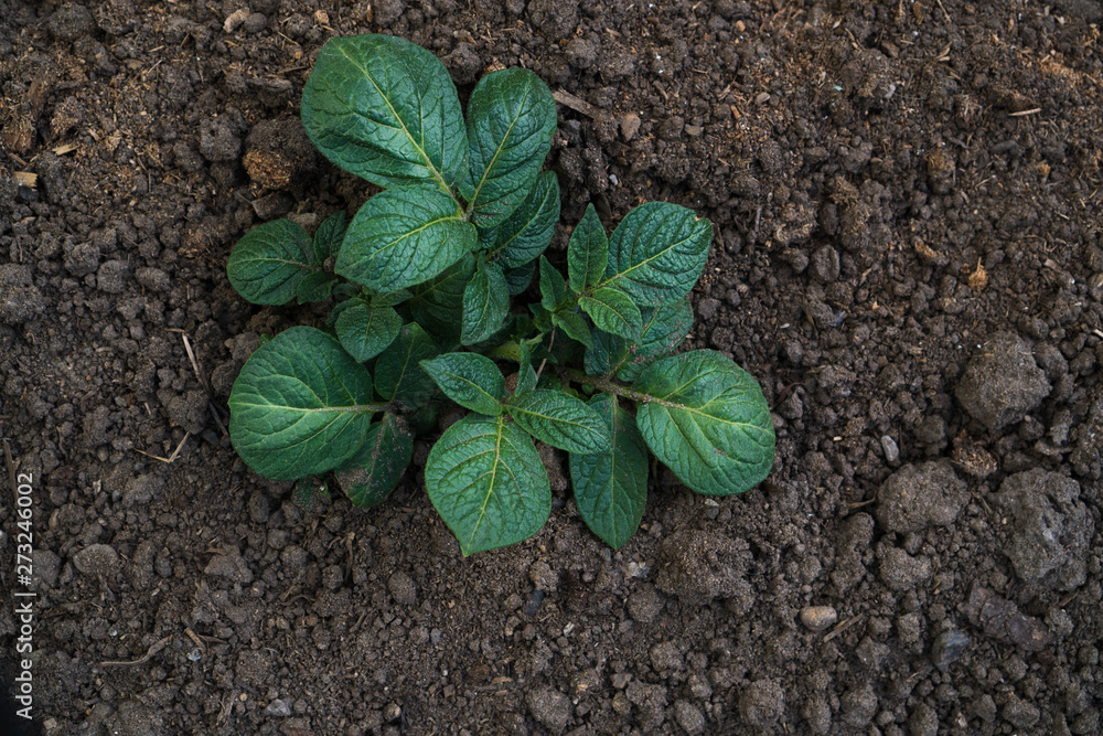 Young sprout of potato with green leaves growing from soil on potato field close up. Green vernal sprouts of potato plant growing on the ground in the spring or summer Young sprout of potato with green leaves growing from soil on potato field close up. Green vernal sprouts of potato plant growing on the ground in the spring or summer