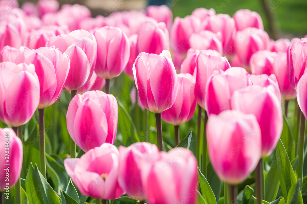 Tulip Flower. Beautiful bouquet of tulips. colorful tulips Tulip Flower. Beautiful bouquet of tulips. colorful tulips