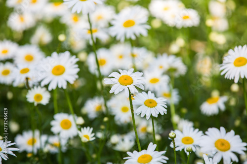 Flowers, flowers chrysanthemum, Chrysanthemum wallpaper,