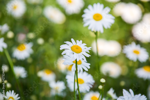 Flowers  flowers chrysanthemum  Chrysanthemum wallpaper 